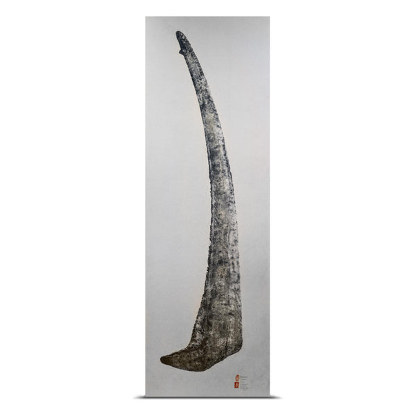 Thresher Shark Tail