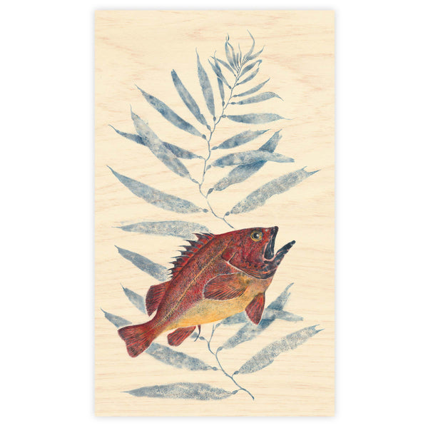 Yellow Eye Rockfish and Giant Kelp