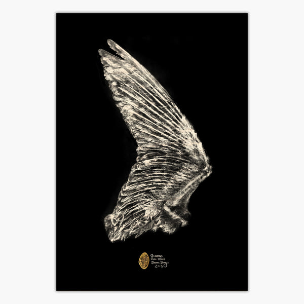 Glaucous Gull Wing