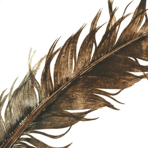 Red Tailed Hawk Feather / Cascade Head, Oregon - Original