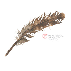 Red Tailed Hawk Feather / Cascade Head, Oregon - Original