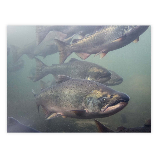 Native Chinook pooled up on The Drift Creek