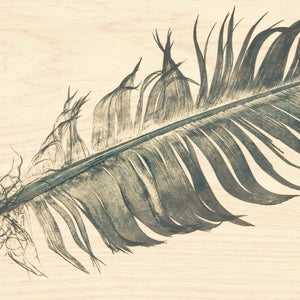 Bald Eagle Feather / San Juan Island, Washington