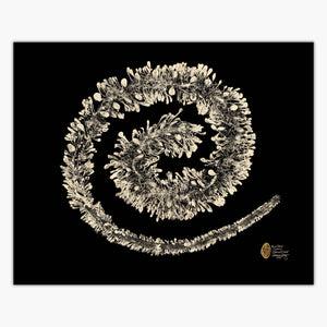 Boa Kelp Spiral