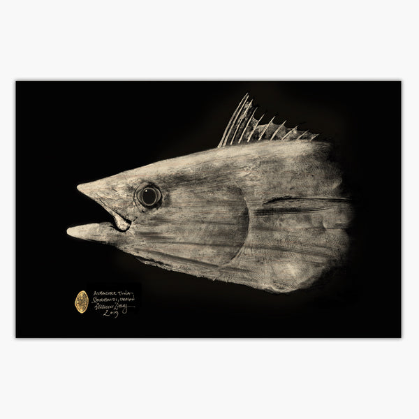 Speedy Albacore Tuna Head