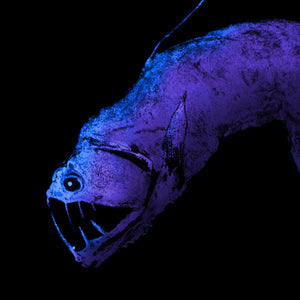 Deep Sea Viperfish