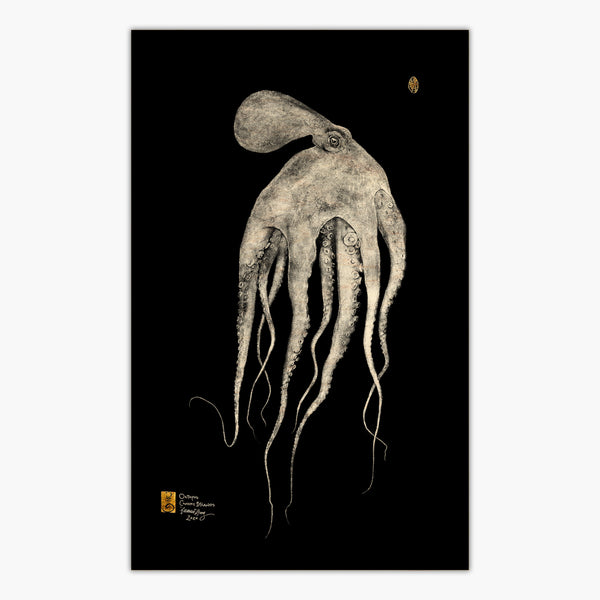 Nocturne Octopus