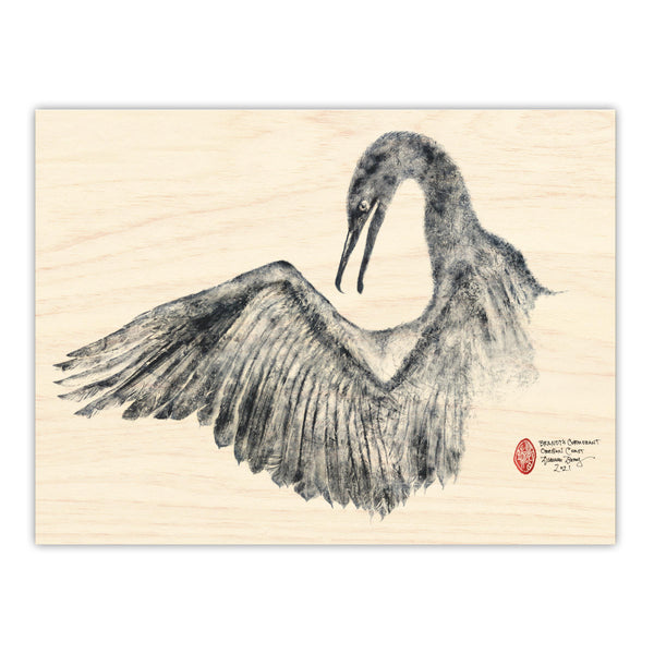 Brandt’s Cormorant Wing Outstretched