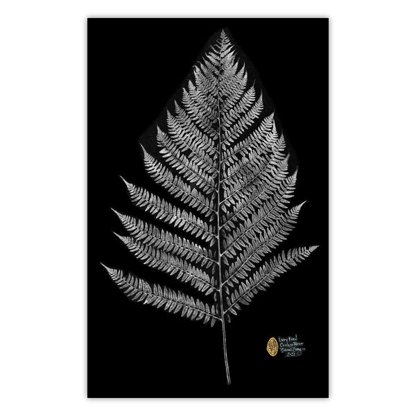 Lady Fern with Kirigami - 3D hand-cut paper